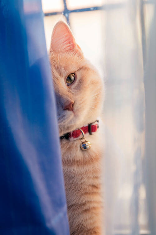 Cat Behind Curtain Cat Behind Curtain