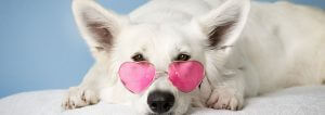 Dog Wearing Glasses