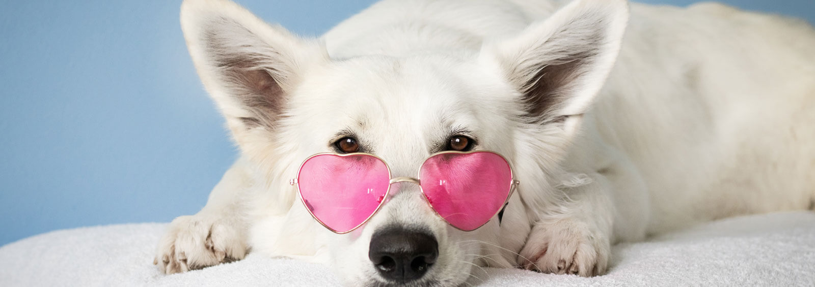 Dog Wearing Glasses