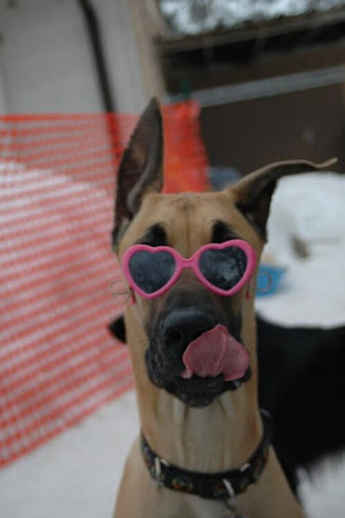 Dog With Heart Glasses