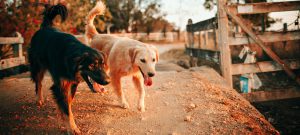 Dogs