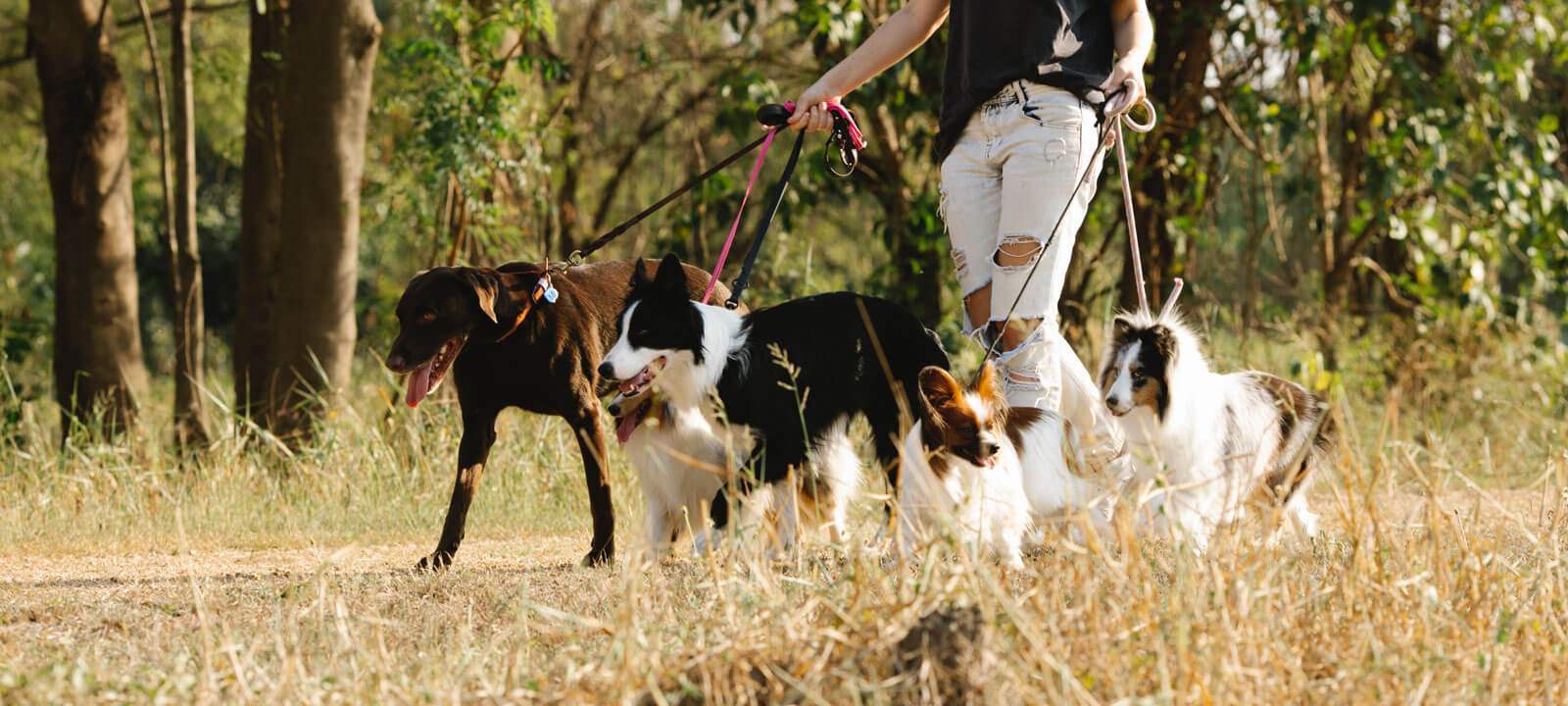 Dogs Being Walked